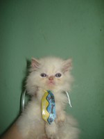 Gato Himalaio Cream Point